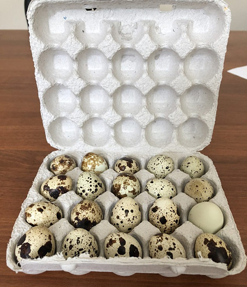 Картонный контейнер с 20-тью перепелиными яйцами