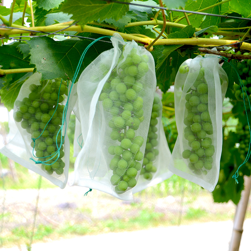 Виноградные грозди в экомешочках на лозе